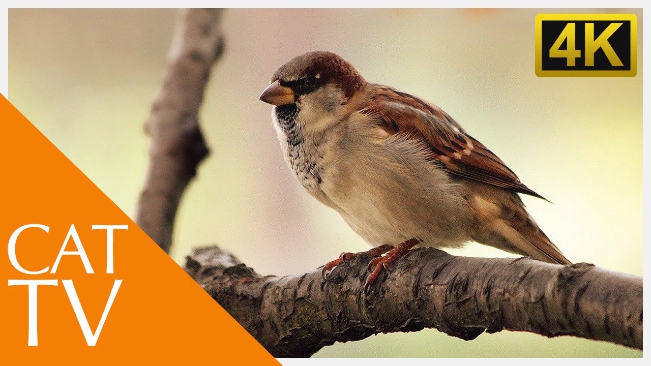 ⭐ Exciting Cat TV ⭐ - Birds in The Garden - Entertainment for Cats in 4K