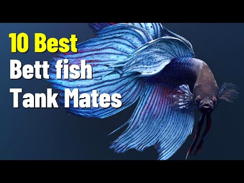 Video: Tank Compagni per Bettas e Betta Fish in un serbatoio comunitario