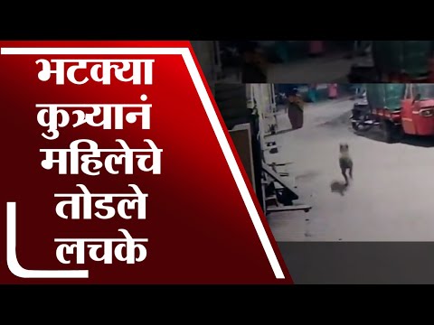 Kolhapur- भटक्या कुत्र्याचा महिलेवर हल्ला, हल्ल्याची घटना CCTV त कैद - tv9