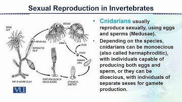 Sexual Reproduction in Invertebrates | Animal Form & Function 2 (Theory) | ZOO517T_Topic124