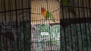 lovebird ngekek mp3