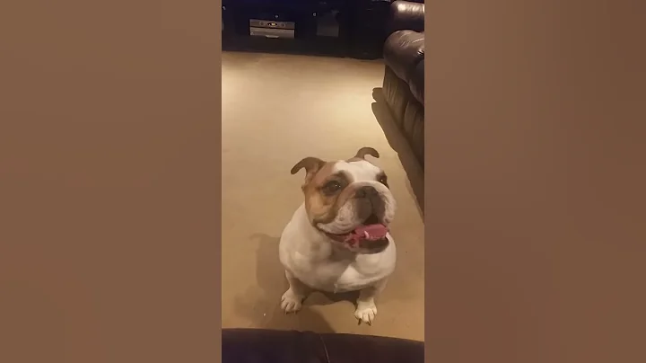 English bulldog waving goodbye