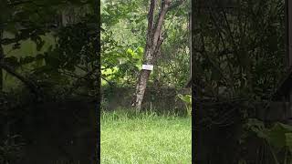 Airsoft replica Glock 19 gen 4 range test