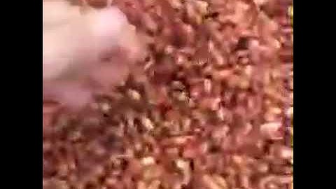 Các hạt ngũ cốc cao cấp Min Min