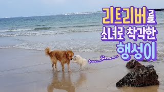 Hangseong mistakes a retriever for Sonyeo! (Exciting walk along the Jeju coast) ​