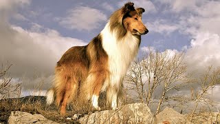 The Advantages of Collie OwnershipLoyalty, Intelligence, and Beauty #1