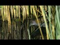 karliczka / Baillon&#39;s Crake / Zapornia pusilla