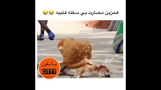 ليش شنو سببه