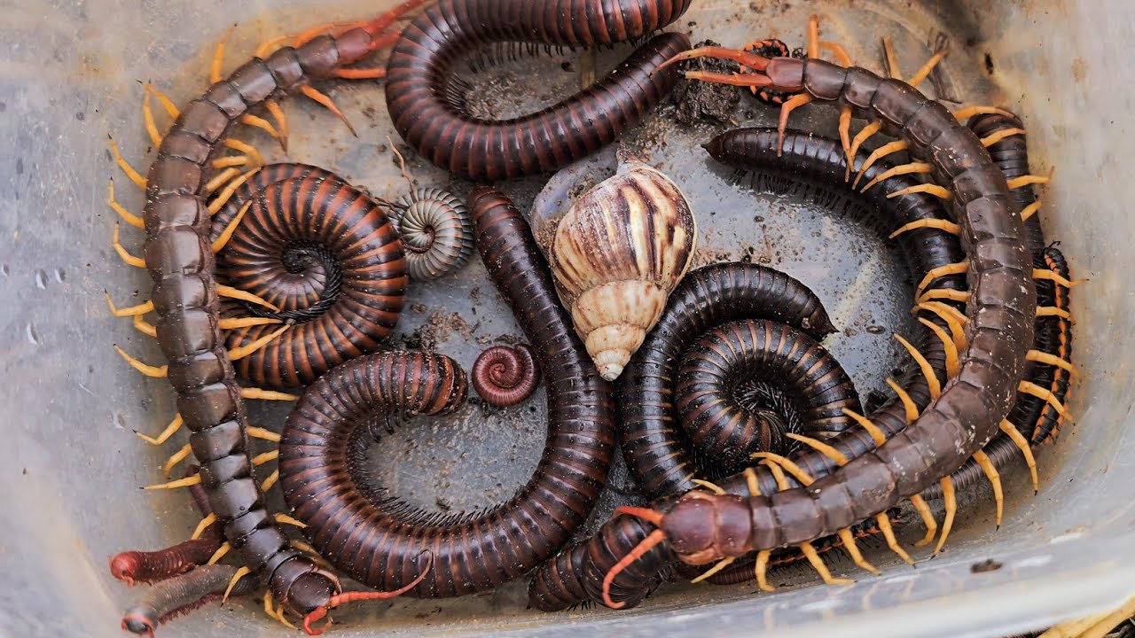 Удачная находка: 2 ядовитые многоножки и гигантские африканские многоножки, ядовитые скорпионы, м...
