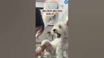 nganbangRIVEWnhạc-tiểuphẩm; 🥳 Bật Cười Mỗi Ngày – Series Hài Vui Không Lối Thoát