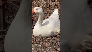 Don’t Feed Birds Bread