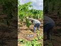 Incredible Benefits of Papaya Stem You Never Knew