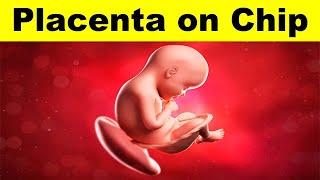 Placenta on Chip | UPSC | #currentaffairs #pregnancy