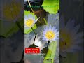 Amazing Beauty 😍 Blooming 🪷 In My Garden ❤️ Ravindra's Aquatic Bliss -9950142501