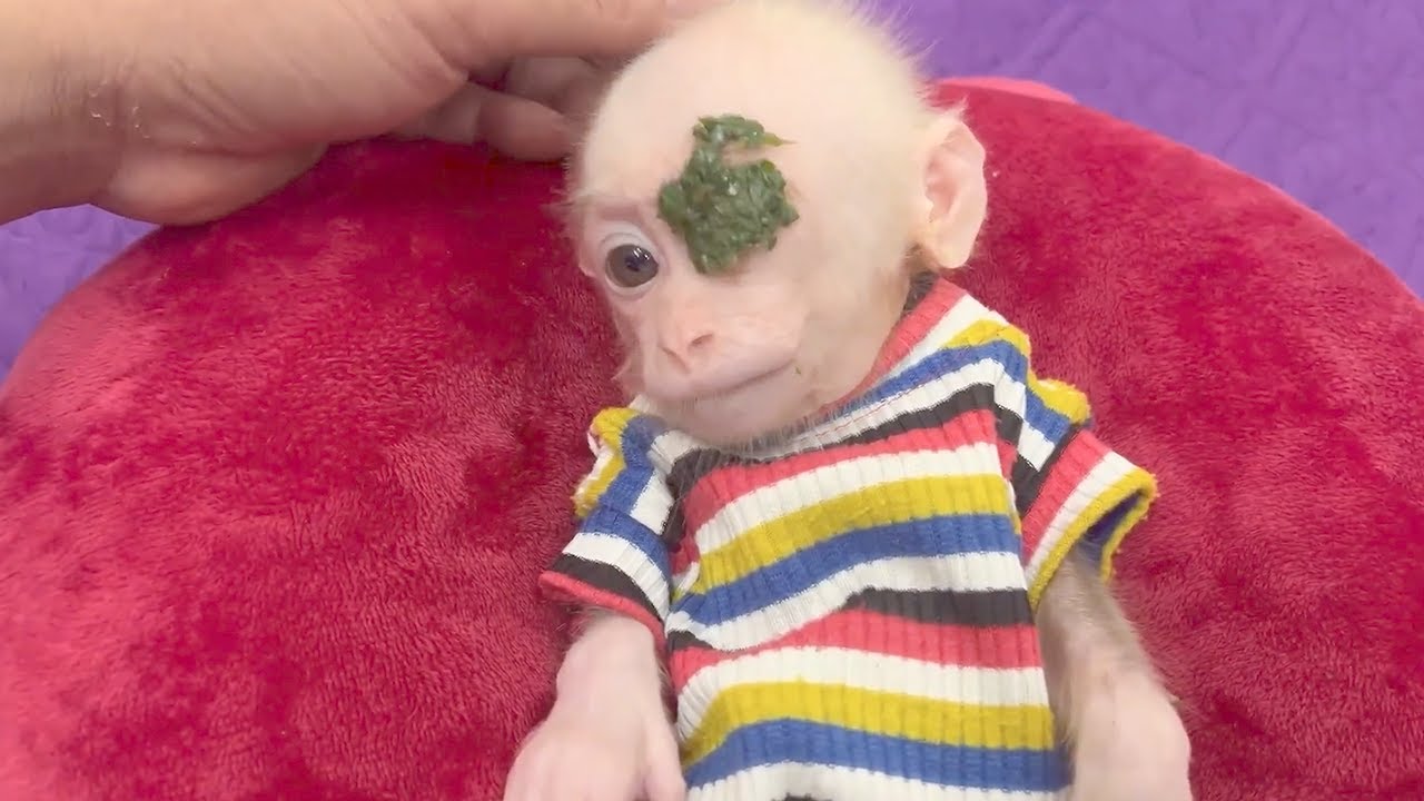 The baby monkey begins its eye treatment regimen using herbal remedies!
