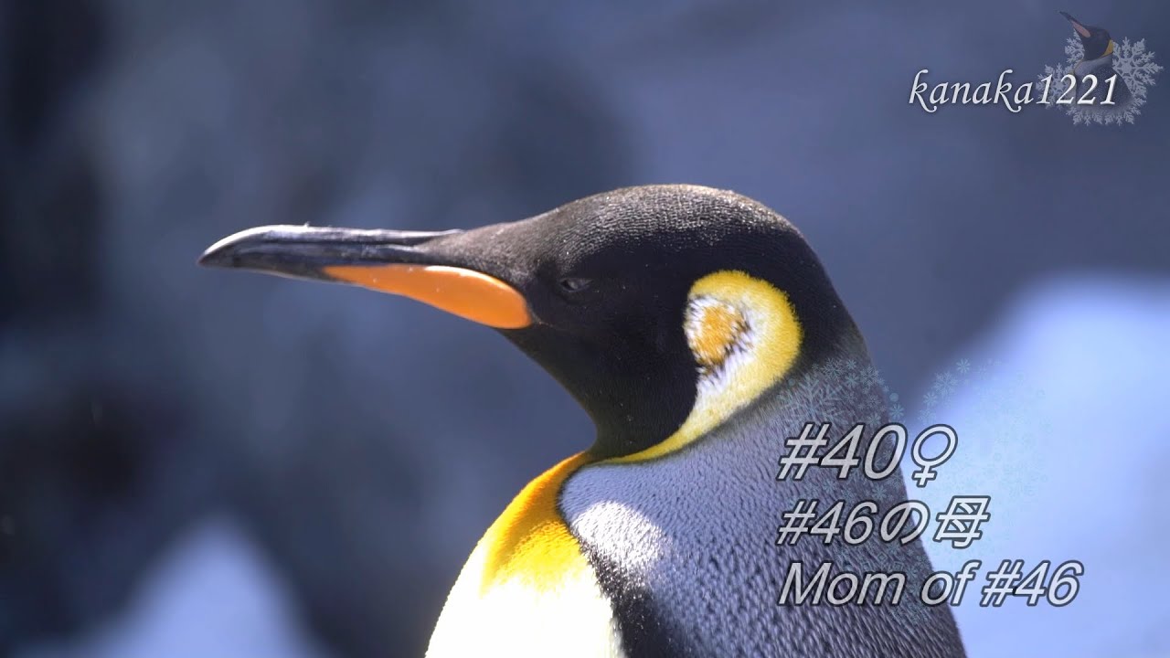 旭山動物園 キングペンギンの換羽 Molting King Penguin Youtube