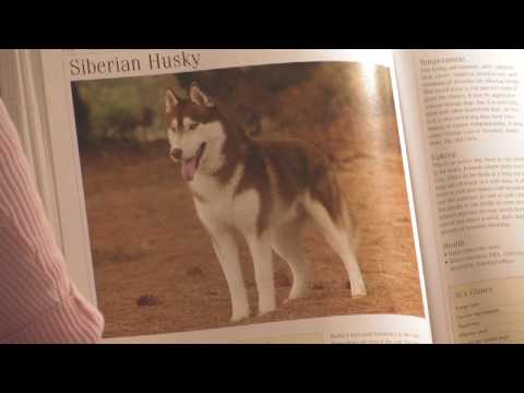 Video: How To Choose A Siberian Husky
