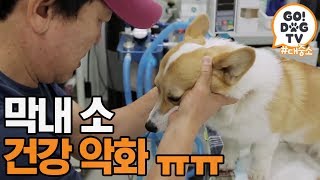 [고독TV] 소를 잃을 수도 있다는 충격적 진단...ㅠ | 개밥주는 남자