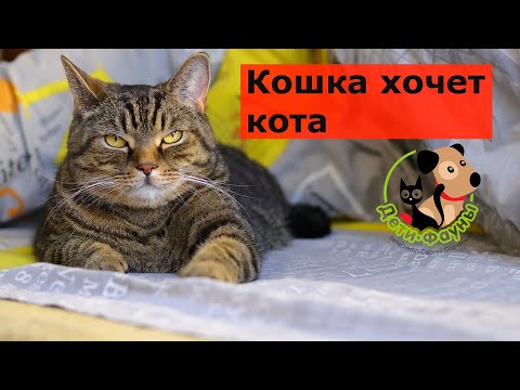 Кошка хочет кота, что делать? 4 способа решения