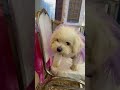 わあ、彼女はとてもかわいいですね#大型犬のいる生活 #puppy #pets