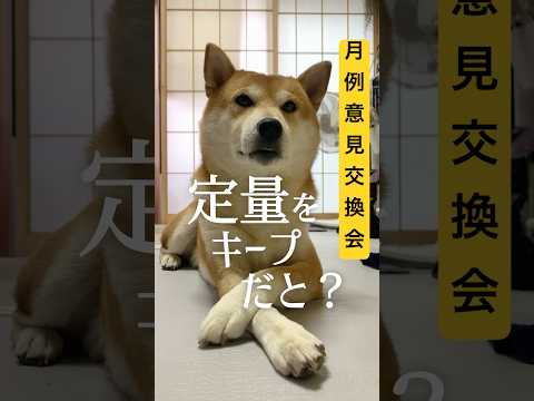 荒れに荒れた月例意見交換会 #柴犬 #柴犬こむぎ #風呂キャンセル界隈