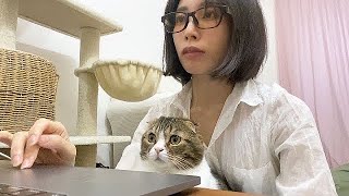 🐈いつでもママと一緒の甘えん坊猫