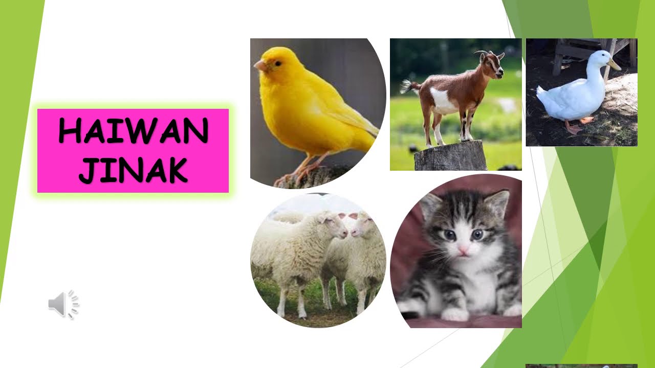 Jinak haiwan HAIWAN: HAIWAN