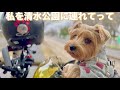 【可愛いお散歩】野田市の清水公園でお散歩してきたよ。ラストにガレージおじさんもチョイ登場　　＃清水公園＃コーギー＃ガレージ
