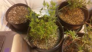 another update on the indoor grow