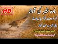 Madi Batair Ki Awaz 2026 Female Quail Sound Effect Madi Batair Ki Original Awaz