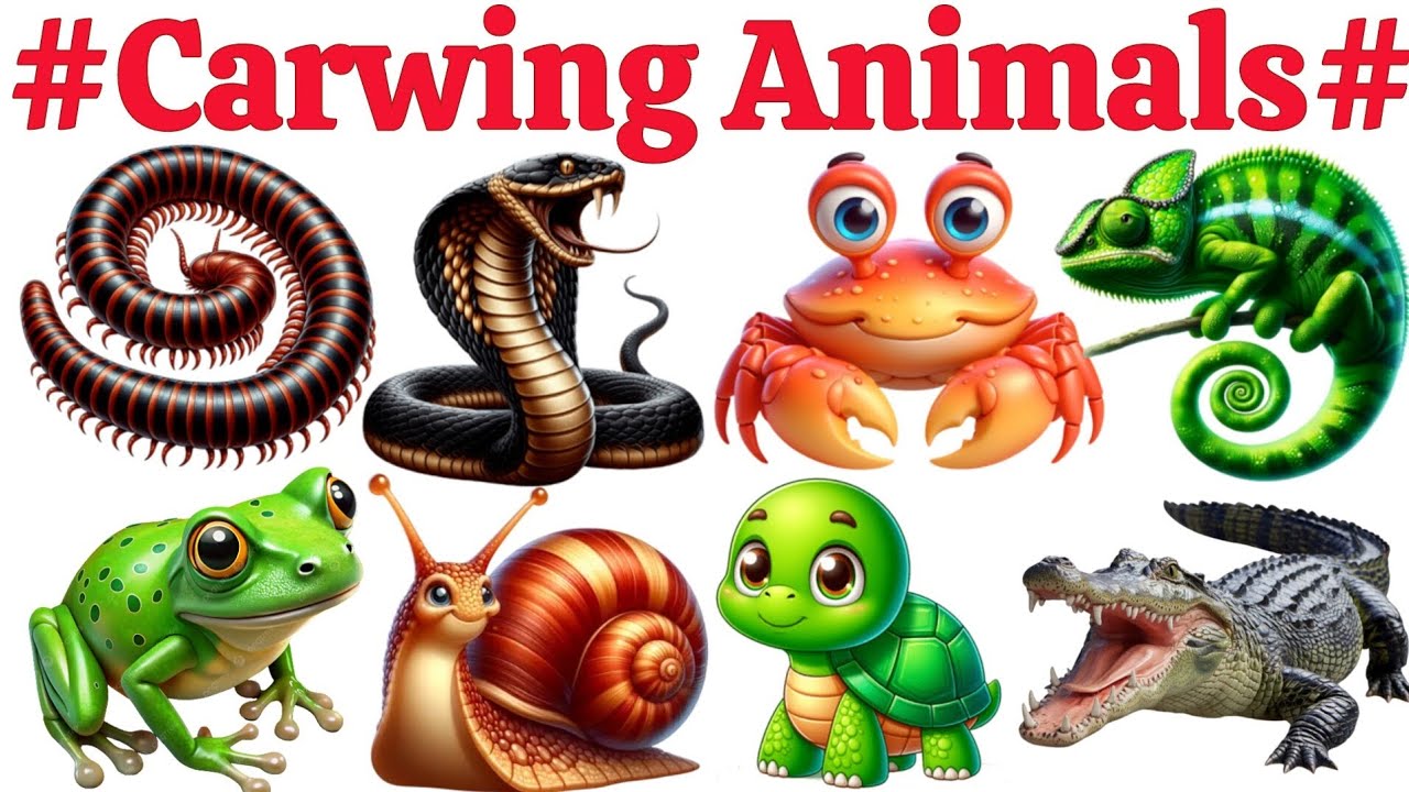 Crawling Animals​🐍| Learn 20 Crawling Animals in English | Learning Videos for Tollders Kindergarten