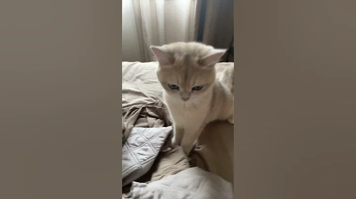 Watch the video about Encore Nala 🩷🩷#british #cat #tiktok #trending #lol #love #edit #youtubeshorts #ytshorts #sara #