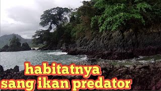 Download Lagu mancing di sarang ikan predator pantai fuul karang#V-02 #djmancing#ampunboss MP3