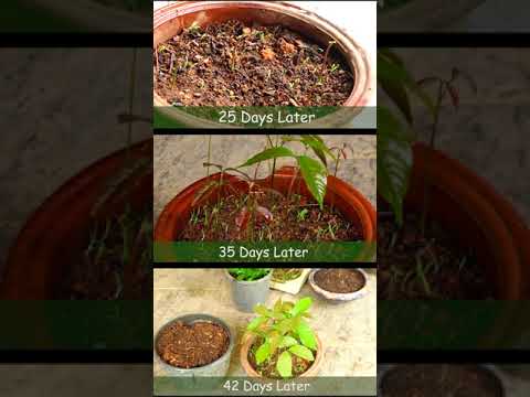 How To Grow Rambutan Plants From Seeds | Day 1 - 42