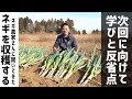 ネギを収穫しました。プロの話を元にこれまでを振り返ります