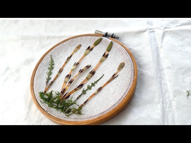 押し花　 NO.271  アマナ　つくし つくしの押し花【手作りインテリア】【ドライフラワー】【diy】 - YouTube