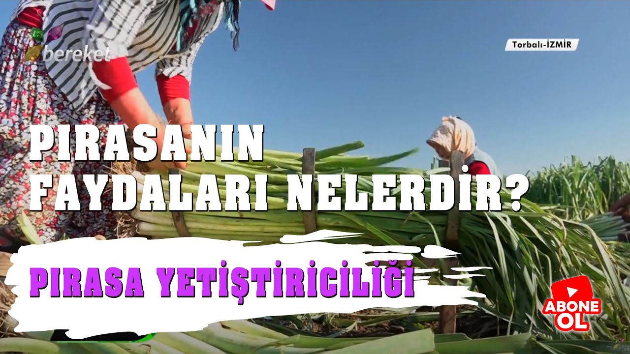 Pırasanın faydaları Pırasanın faydaları