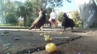 (funny video) Piccioni e le palline di miele