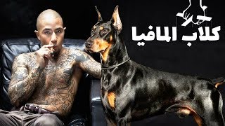 أكثر سلالات الكلاب التي تفضلها عصابات المافيا