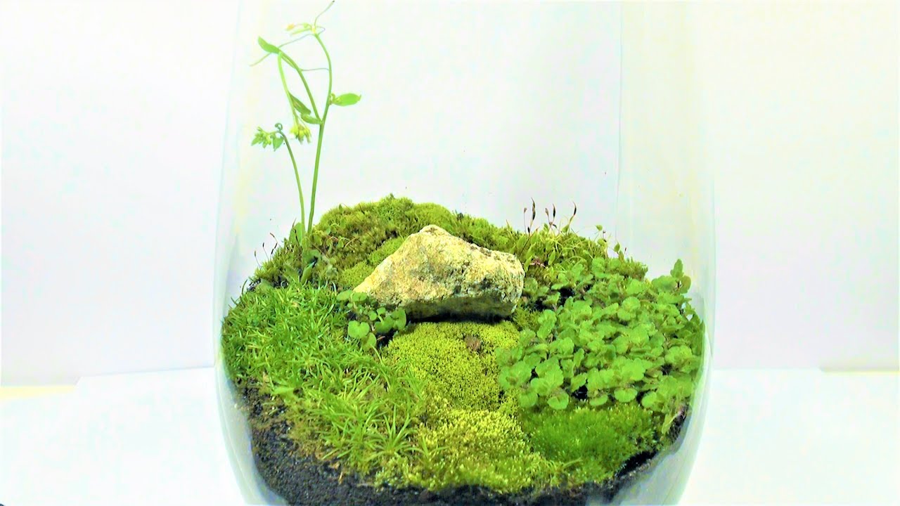 Сделай сам - Роки Хилл в вазе - Вечный зеленый террариум