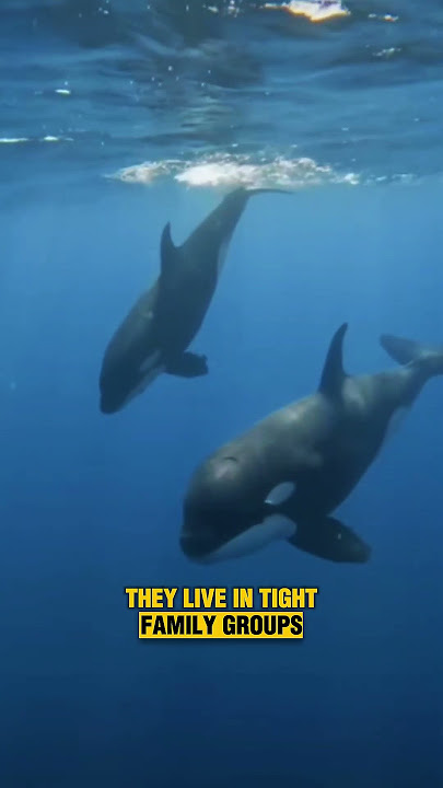 Why You Should Choose a Killer Whale If You Could Be Any Animal 🐋 | Mind-Blowing Animal Facts