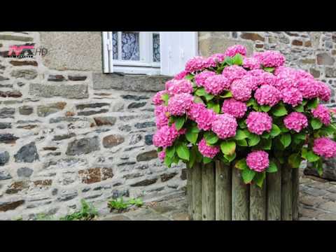 Video: Lule Shumëvjeçare Që Duan Hijen