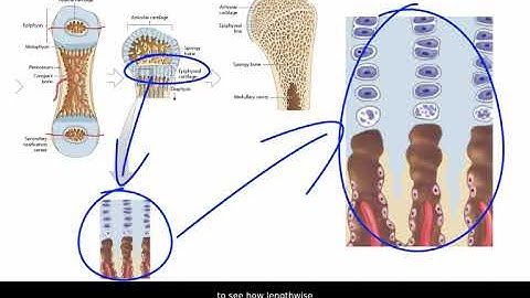 Endochondral Ossification