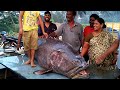 100 Kg Biggest Black Grouper Fish Cutting In Indian Fish Market | Largest Fish Market In The World