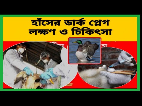 হাঁসের ডার্ক প্লেগ রোগের লক্ষণ ও সম্পূর্ণ চিকিৎসা ব্যবস্থা🦆🦆🦆