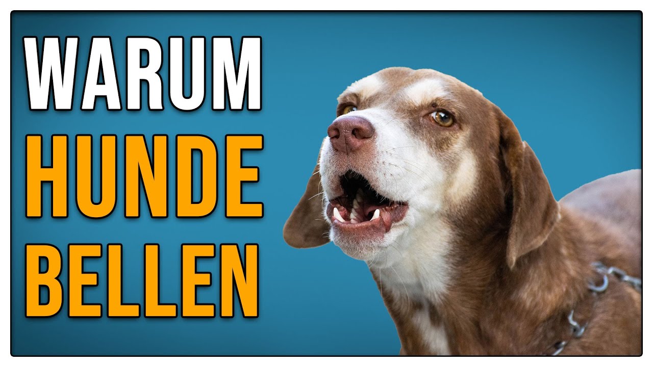 DARUM bellen Hunde! - TGH 408 - YouTube