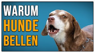 DARUM bellen Hunde! - TGH 408