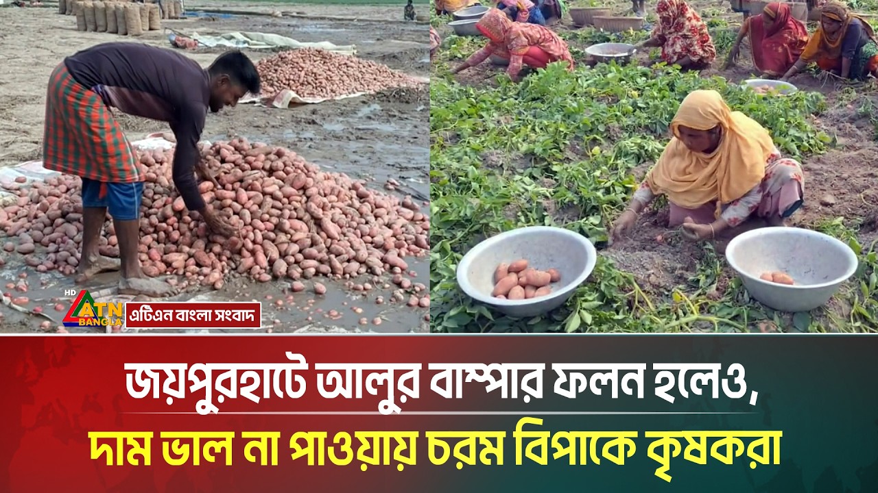 জয়পুরহাটে আলুর বাম্পার ফলন হলেও, দাম ভাল না পাওয়ায় চরম বিপাকে সেখানকার কৃষকরা | Joypurhat | Potatto