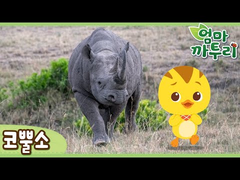 [엄마 까투리 한글놀이] 천하장사! 코뿔소 🦏 | 자연관찰 | 동물도감