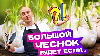 КАК ПОСАДИТЬ ЧЕСНОК ОСЕНЬЮ? Озимый и яровой чеснок